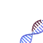 CRISPR gene modifications DNA strand