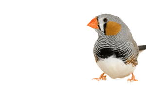 research bird